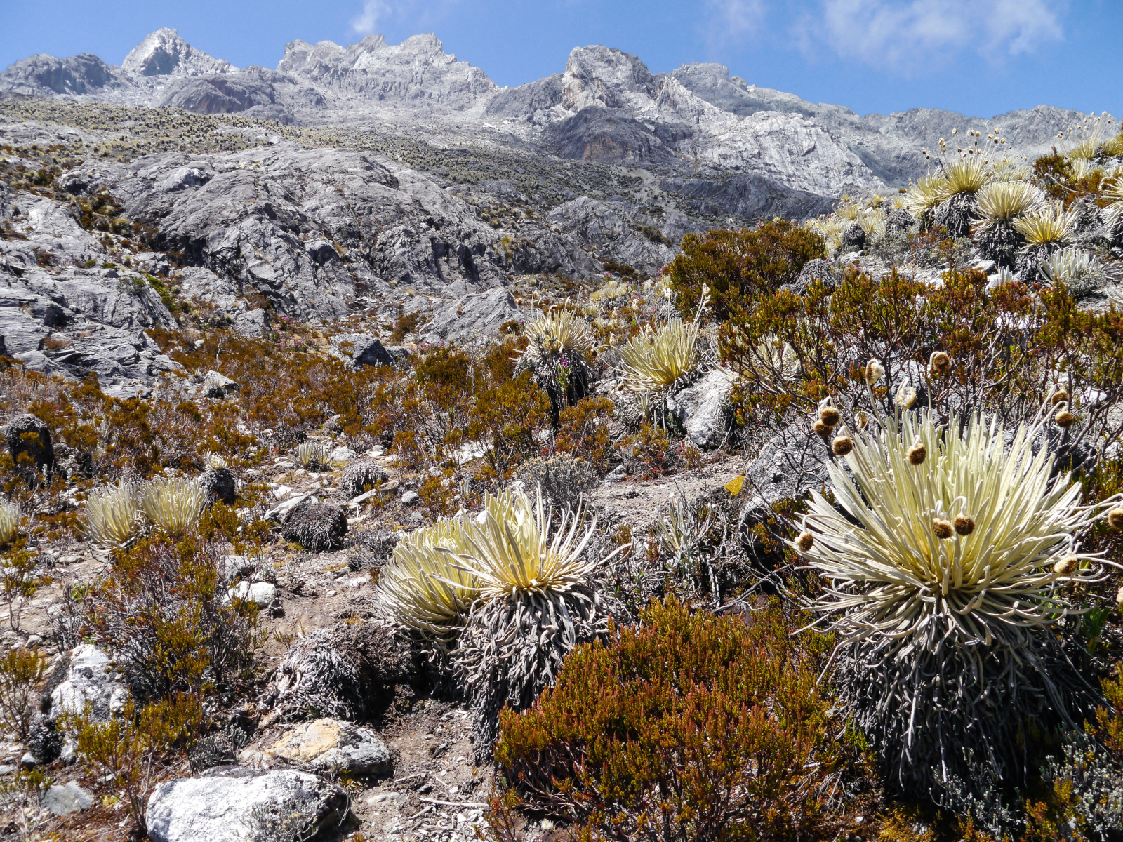 Andes Flora and Fauna